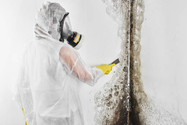 Best Mold Remediation  in East San Gabriel, CA