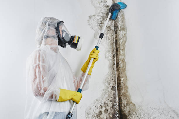Best Same-Day Mold Removal  in East San Gabriel, CA