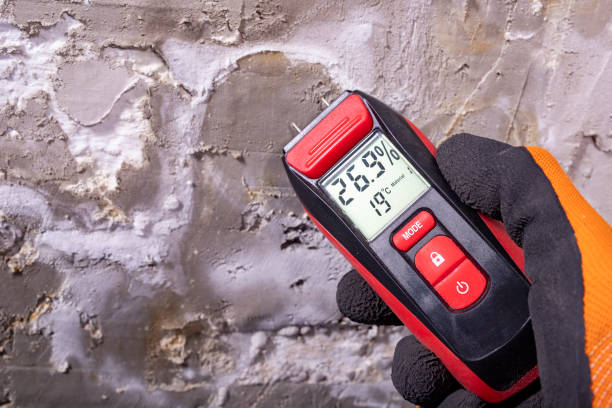 Best Professional Mold Removal  in East San Gabriel, CA