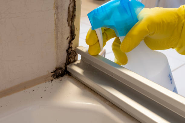 Best Certified Mold Removal  in East San Gabriel, CA