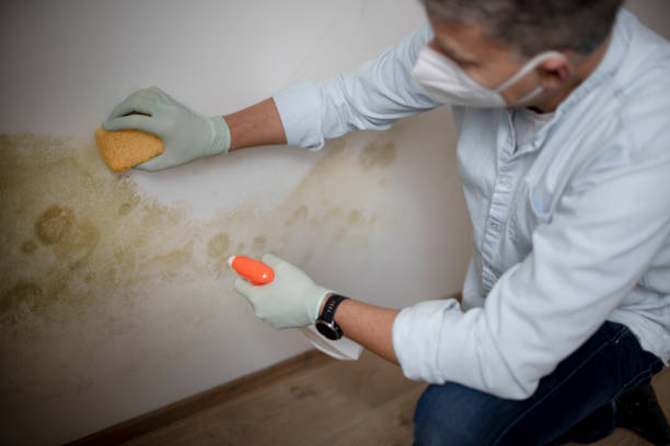 Best Professional Mold Removal  in East San Gabriel, CA