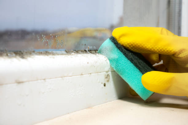 Mold Testing and Removal in East San Gabriel, CA