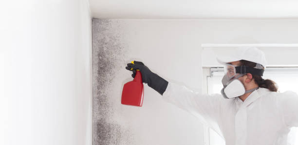 Best Affordable Mold Removal  in East San Gabriel, CA