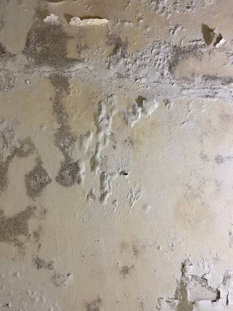 Best Residential Mold Removal  in East San Gabriel, CA