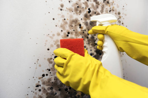 Best Crawl Space Mold Removal  in East San Gabriel, CA