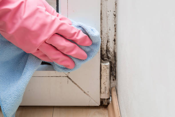 Best Mold Cleaning Services  in East San Gabriel, CA