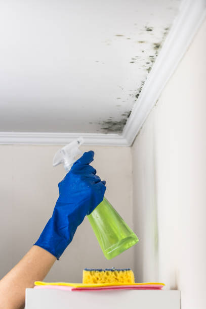  East San Gabriel, CA Mold Removal Pros